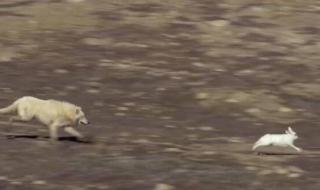 兔子爱上已婚的狼 兔子爱上已婚的狼