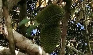 榴莲大降价30元一斤