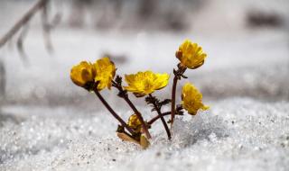 校园春色春暖花开 校园春色春暖花开