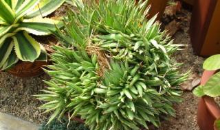 万石植物园好玩吗 万石植物园好玩吗